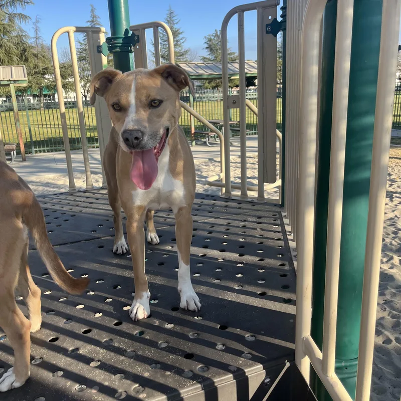 An adult large-sized male Apricot / Beige Labrador Retriever dog named Blondie and Stanley for adoption in Bakersfield, CA