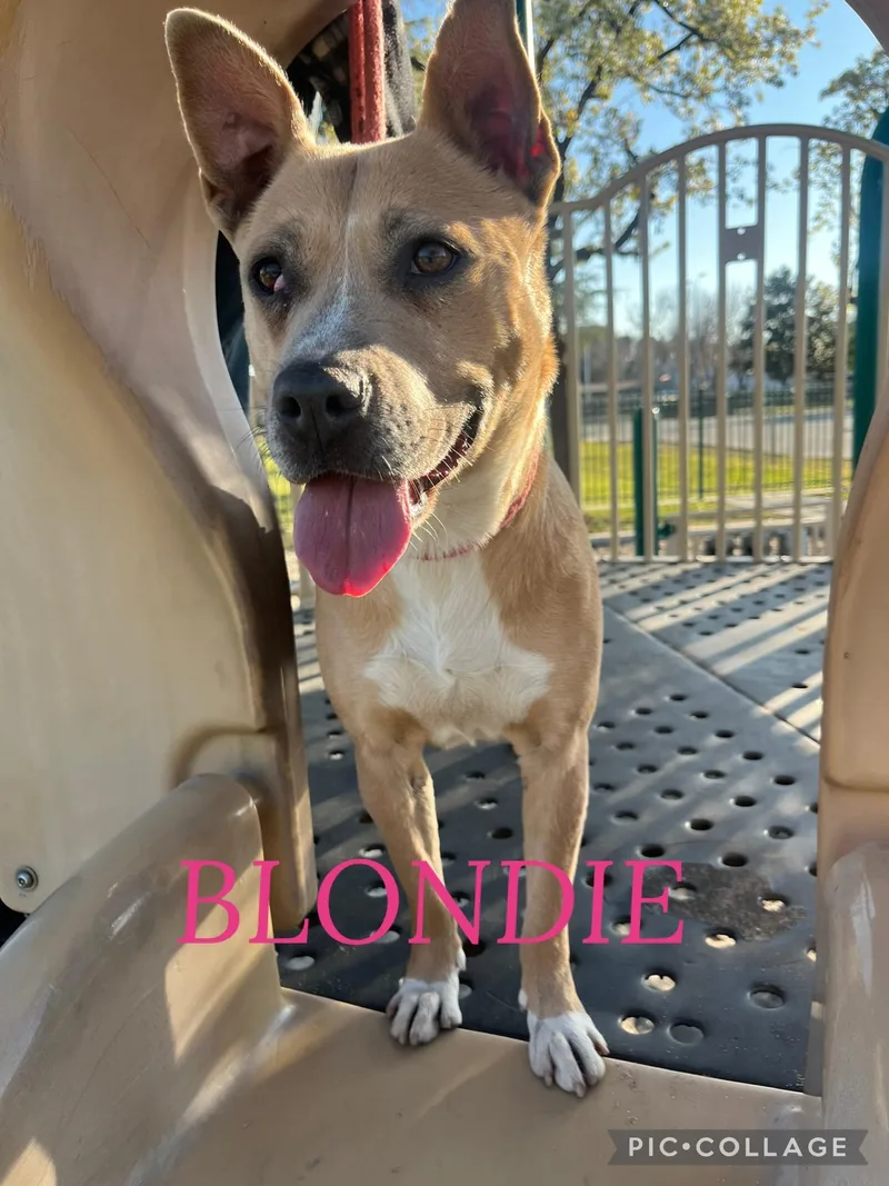 Blondie and Stanley thumbnail 3