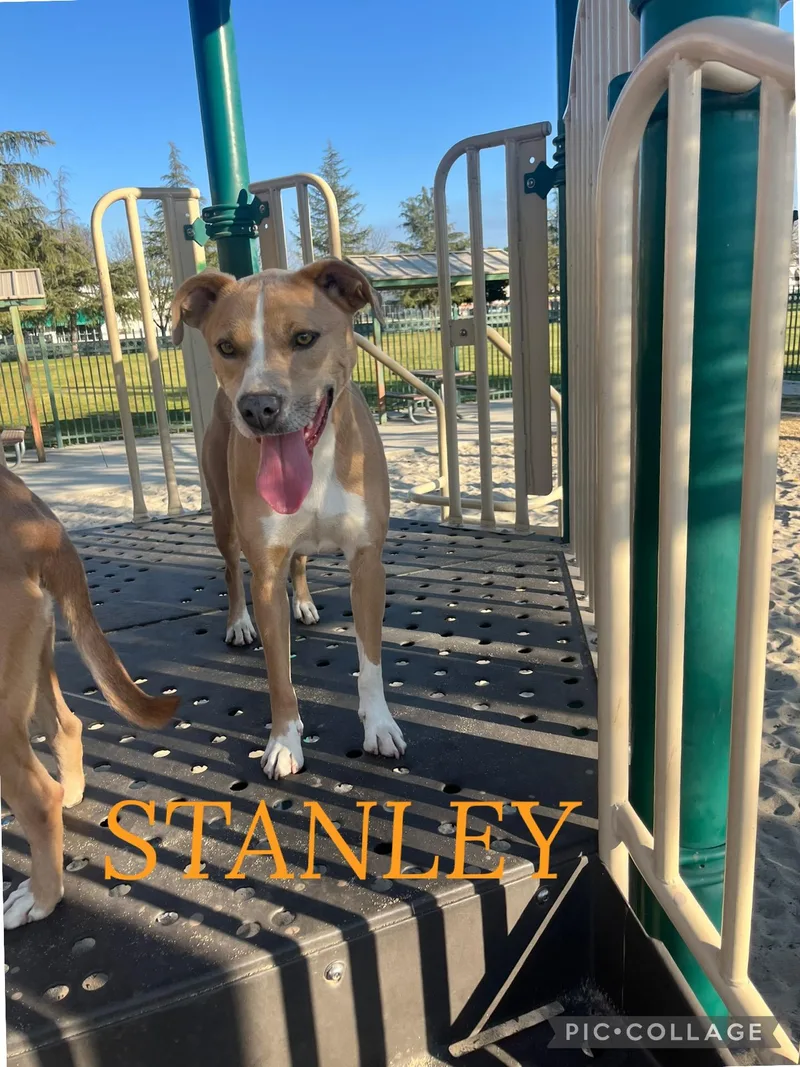 Blondie and Stanley thumbnail 6