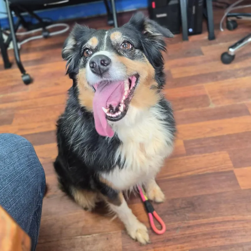 An adult medium-sized female Black Australian Shepherd dog named Lola for adoption in Wahiawa, HI