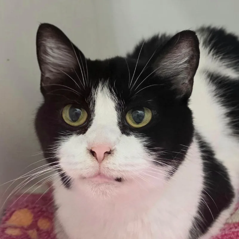 A senior medium-sized female Domestic Short Hair cat named Tootles for adoption in Cumming, GA