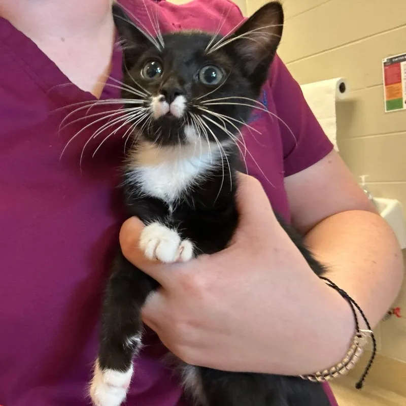 A baby small-sized male Black Domestic Short Hair cat named Tidepool for adoption in Bristol, IN