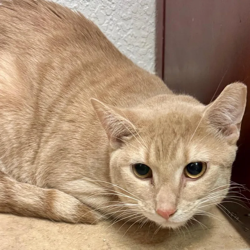 An adult medium-sized male Buff / Tan / Fawn Domestic Short Hair cat named Dewey for adoption in Lakeland, FL