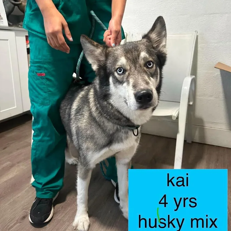 Kai