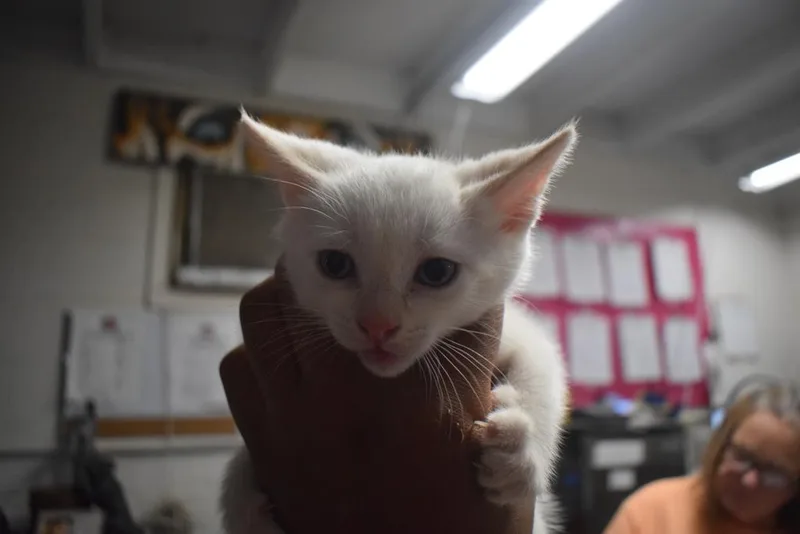 A baby small-sized female Domestic Short Hair cat named Sassy for adoption in Pahrump, NV