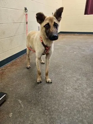 An adult medium-sized male Mixed Breed dog named Freddy for adoption in Independence, MO