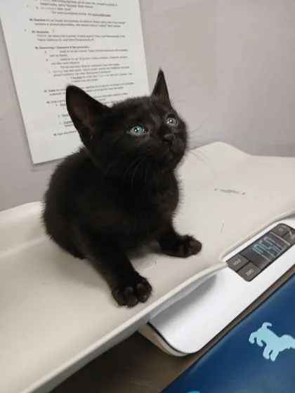 A baby small-sized male Domestic Short Hair cat named Seven for adoption in Sevierville, TN