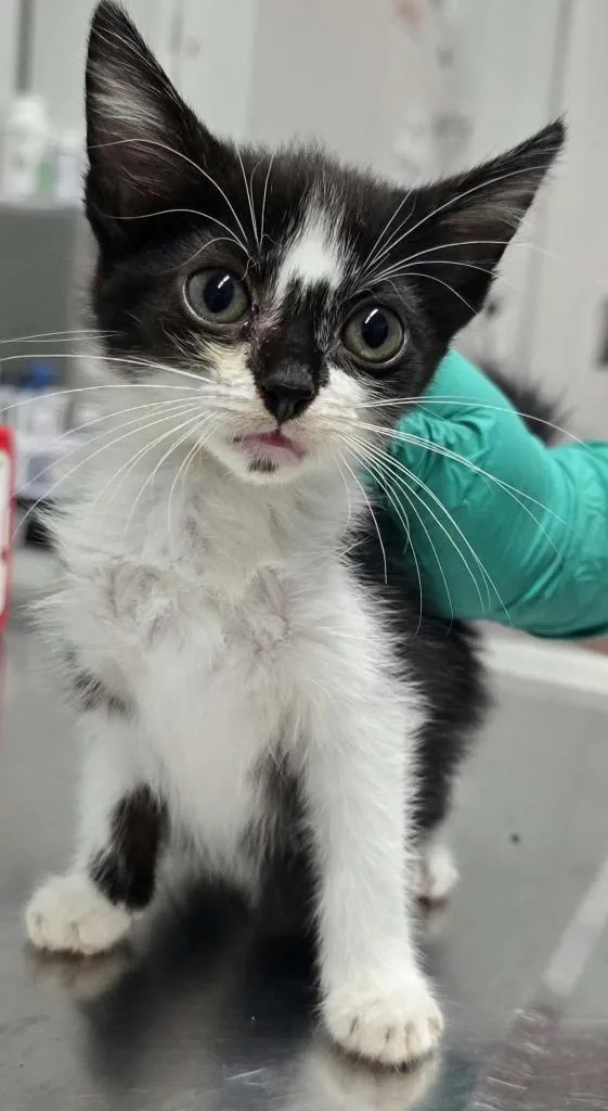 A baby small-sized female Domestic Short Hair cat named Molly for adoption in Hillsdale, IN
