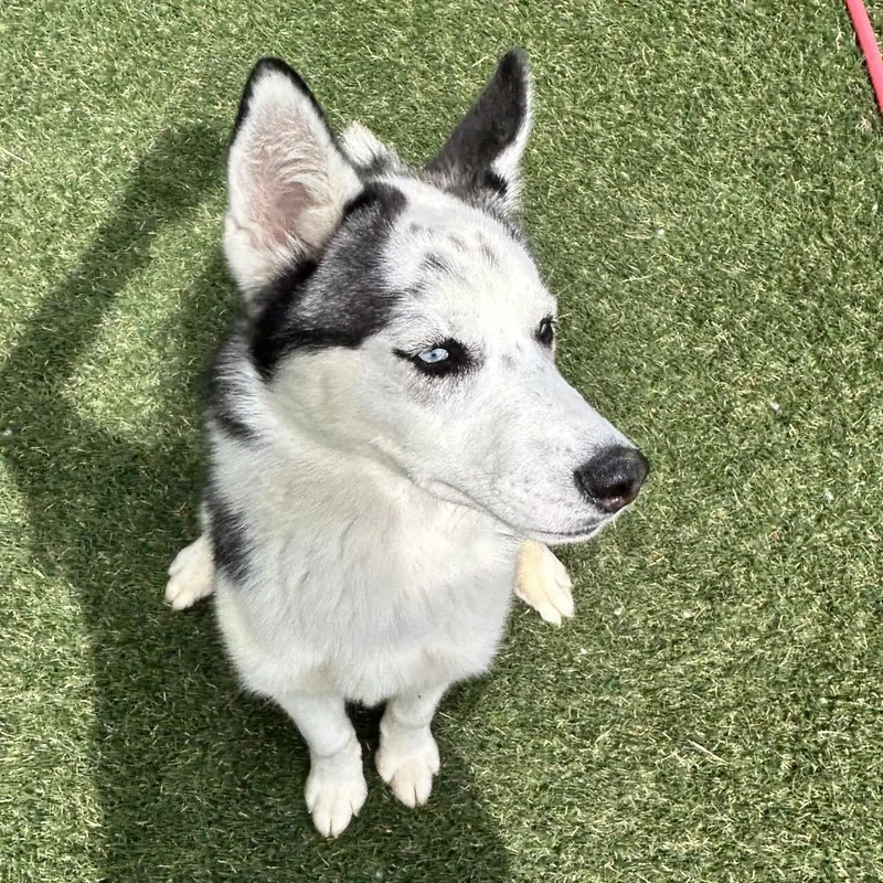 A young medium-sized female Black Husky dog named Rajah for adoption in Newport, NC