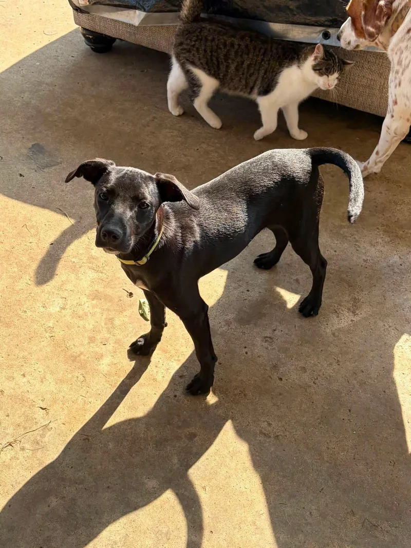 A baby medium-sized female Labrador Retriever dog named Lily Lou for adoption in Lexington, KY