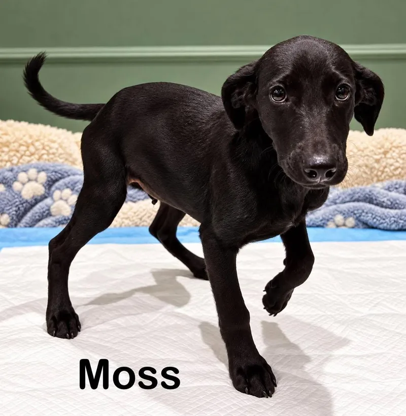 A baby medium-sized male Labrador Retriever dog named Moss for adoption in New Baltimore, MI