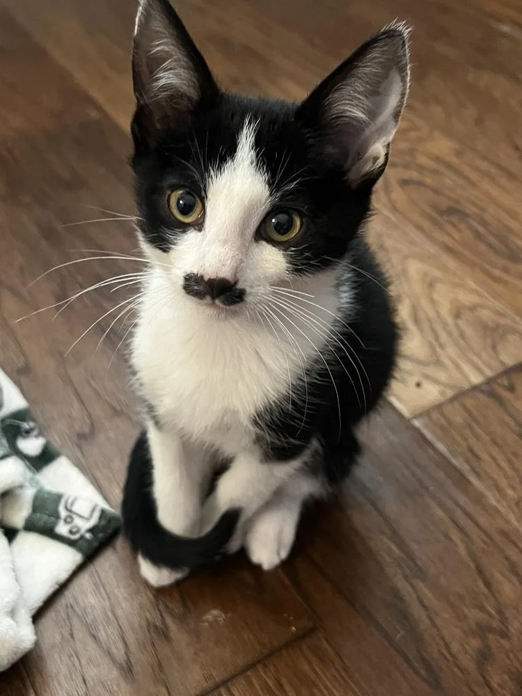A baby small-sized male Domestic Short Hair cat named Gaston McGee for adoption in Dallas, TX