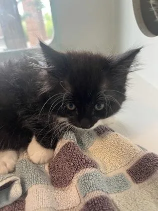 Mikey Meows thumbnail 3