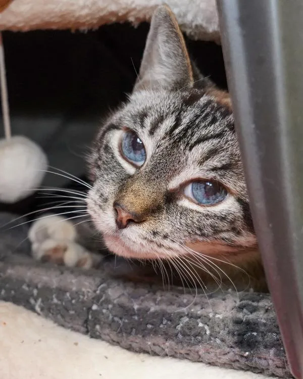 A senior small-sized female Domestic Short Hair cat named Coco for adoption in Novato, CA