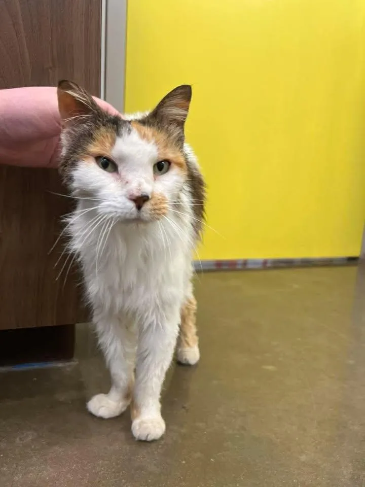 A senior medium-sized female Calico Domestic Long Hair cat named Lyric for adoption in Port Lavaca, TX