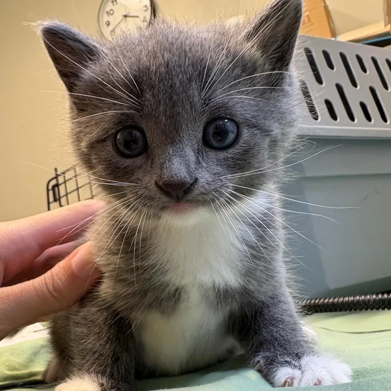 A young large-sized male Gray / Blue / Silver Domestic Short Hair cat named Socks for adoption in Normal, IL