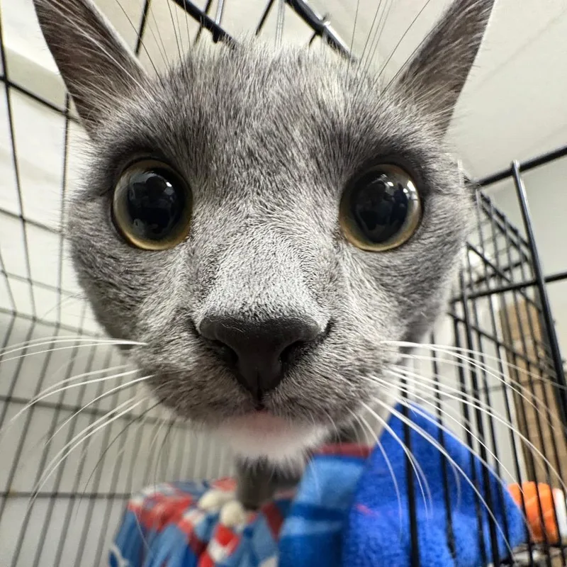 Socks thumbnail 4