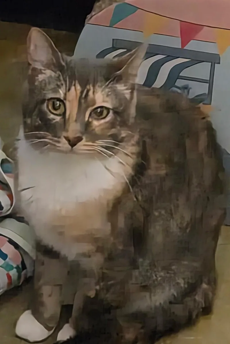 An adult medium-sized female Dilute Calico cat named Penny for adoption in Belleville, IL