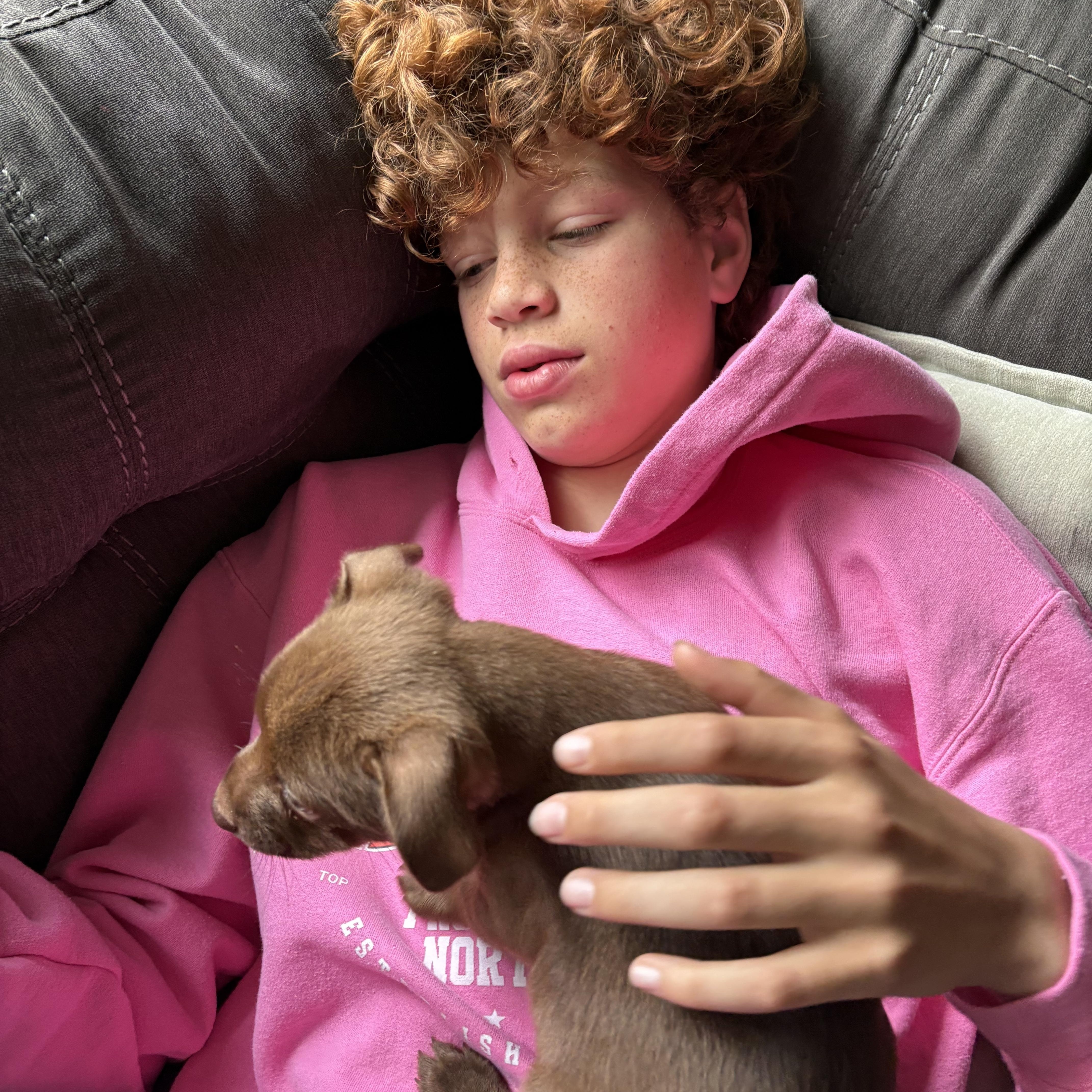 A baby small-sized male Brown / Chocolate Chihuahua dog named Shandy for adoption in Lacey, WA