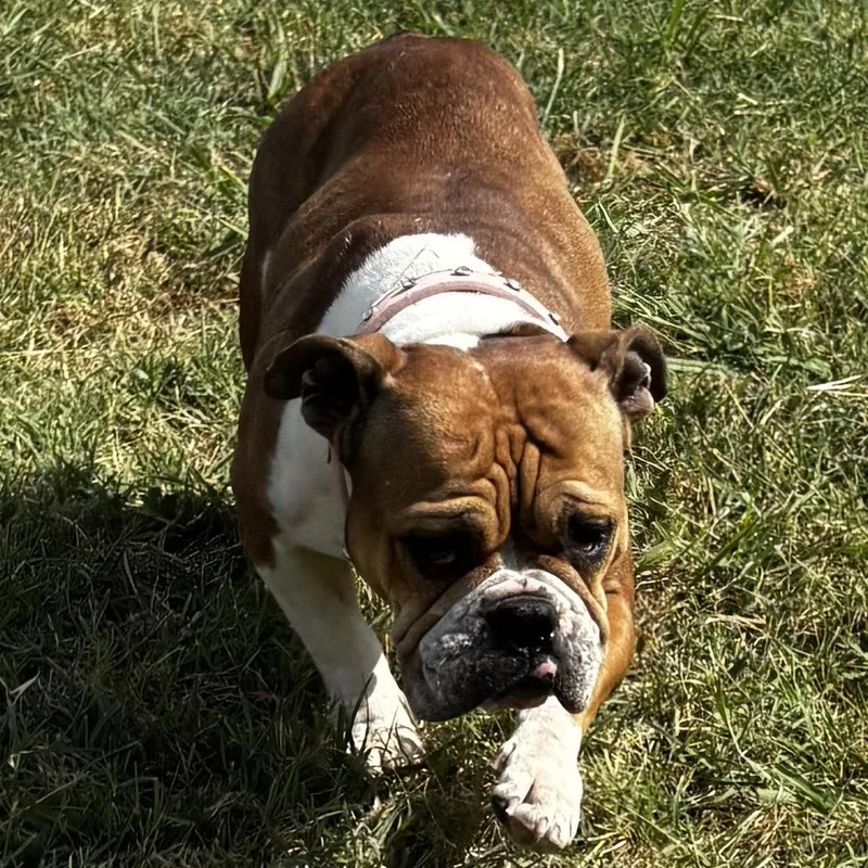 Francesca