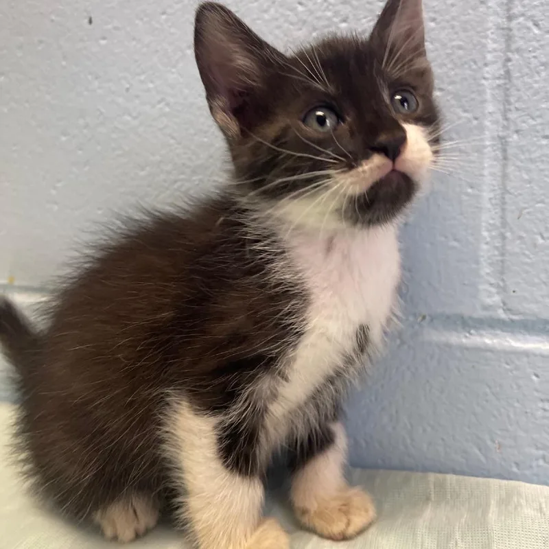 A baby small-sized female Black Domestic Short Hair cat named Charmer for adoption in Valley, AL