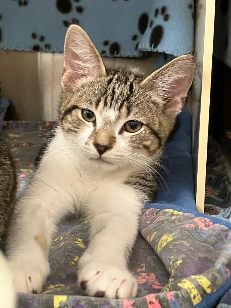 A baby large-sized male Domestic Short Hair cat named Little Stinker for adoption in Lunenburg, MA