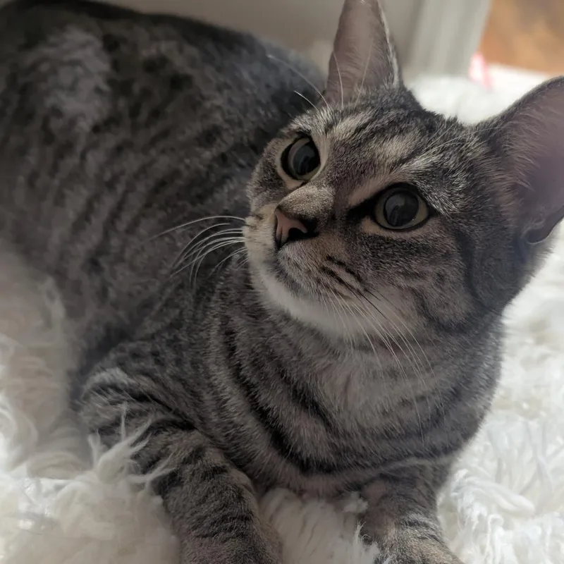 Bellatrix