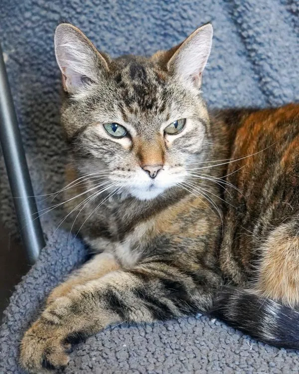A senior small-sized female Domestic Short Hair cat named Rosie for adoption in Novato, CA