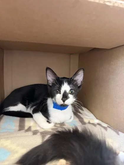 A baby small-sized male Domestic Short Hair cat named Simon Saucy for adoption in Westland, MI