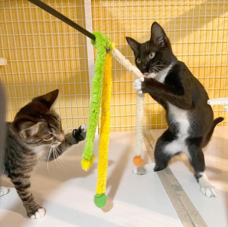 A baby medium-sized male Black & White / Tuxedo Domestic Short Hair cat named Doyle for adoption in Parkville, MO
