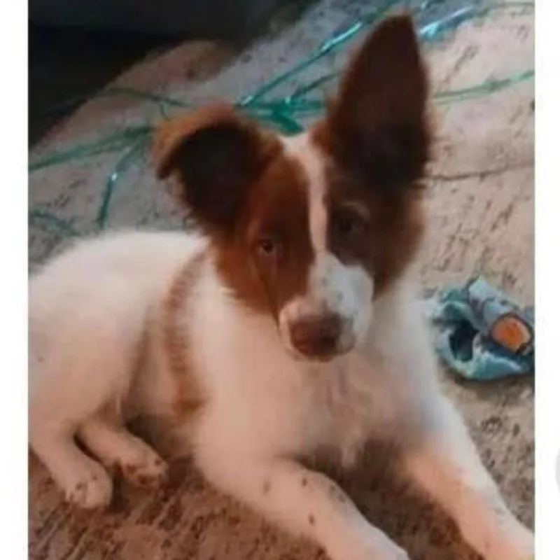 A young small-sized male White / Cream Border Collie dog named Gunner for adoption in Alexandria, VA