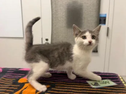 A baby small-sized female Gray / Blue / Silver Domestic Short Hair cat named Jezebelle for adoption in Kansas City, MO