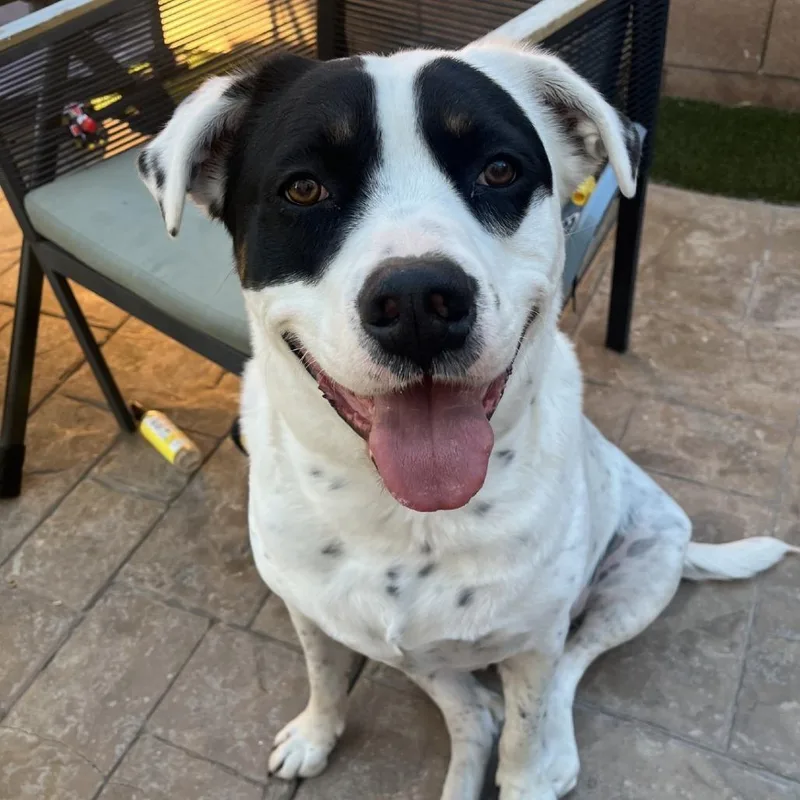 An adult large-sized male Pit Bull Terrier dog named PuckSmith for adoption in Las Vegas, NV