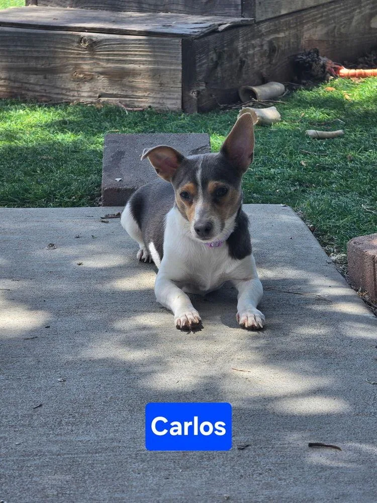 Carlos