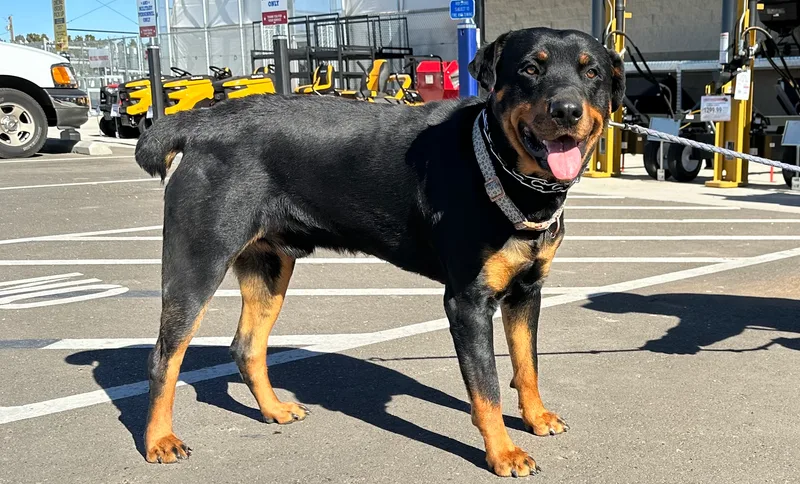 A young large-sized male Bicolor Rottweiler dog named Rex for adoption in Shallowater, TX