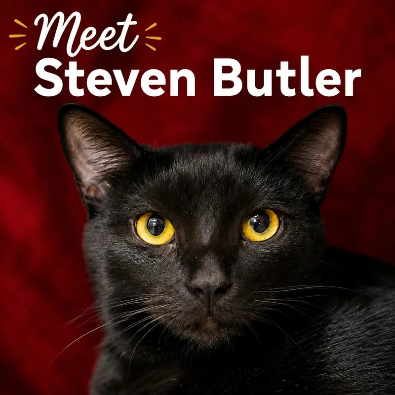 An adult medium-sized male Black Domestic Short Hair cat named Steven Butler for adoption in Grayling, MI