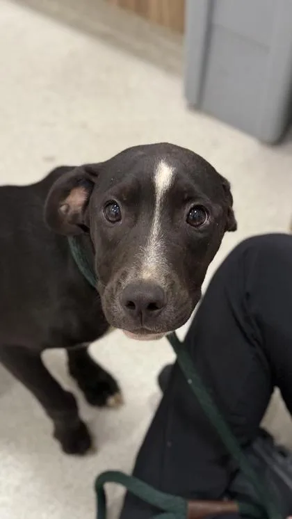 A young medium-sized male Terrier dog named Cuddler for adoption in Honolulu, HI