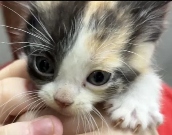 A baby small-sized male Domestic Short Hair cat named Delta for adoption in Campbellsville, KY
