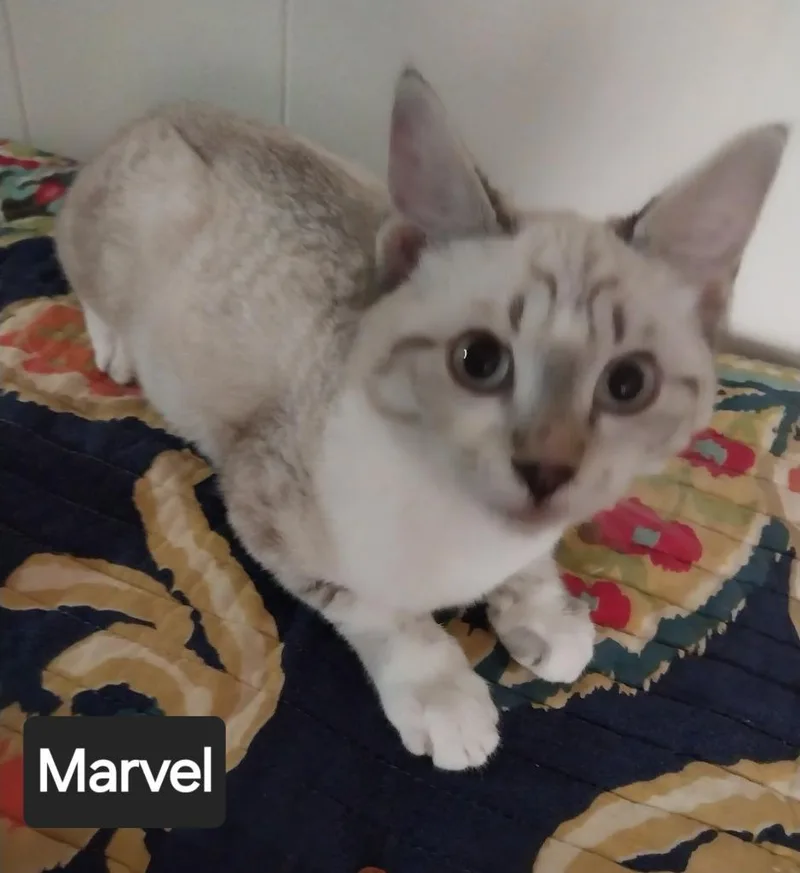 Marvel