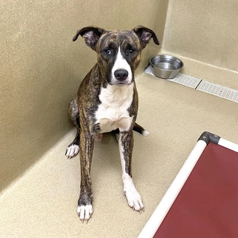 An adult large-sized male Brindle Pit Bull Terrier dog named Kane for adoption in Monroe, GA