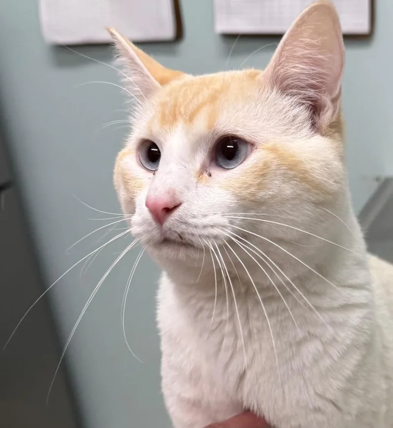 An adult medium-sized male Flame Point Domestic Short Hair cat named Jason for adoption in Amery, WI