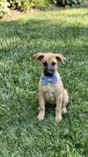A baby medium-sized male Cattle Dog dog named Ernie for adoption in Gainesville, VA