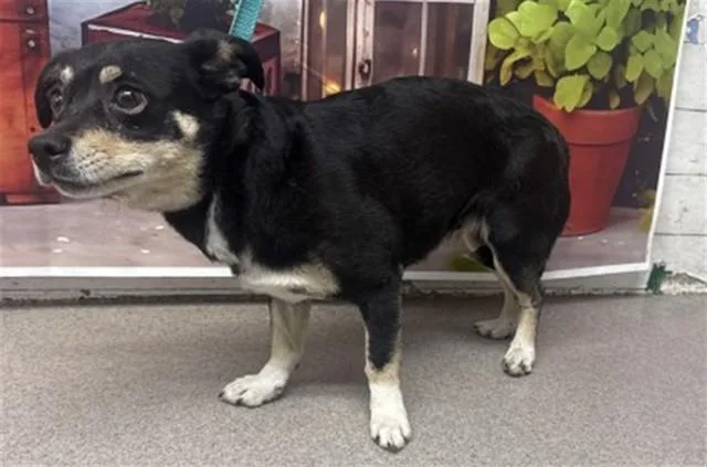 An adult small-sized female Chihuahua dog named Brooke for adoption in San Bernardino, CA