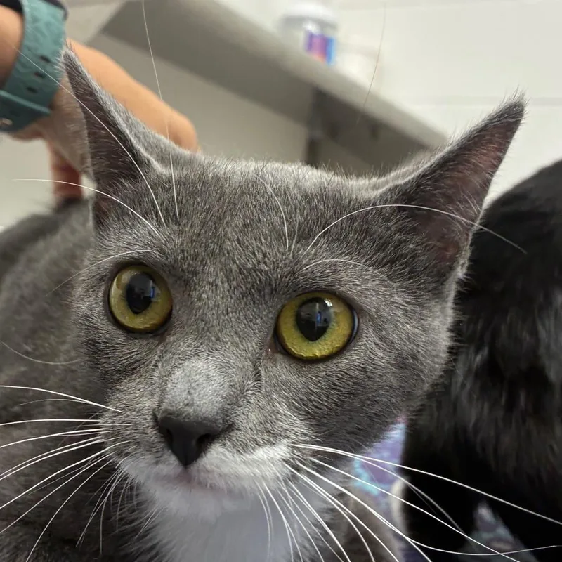 An adult medium-sized female Gray / Blue / Silver Domestic Short Hair cat named Leilani for adoption in Corpus Christi, TX