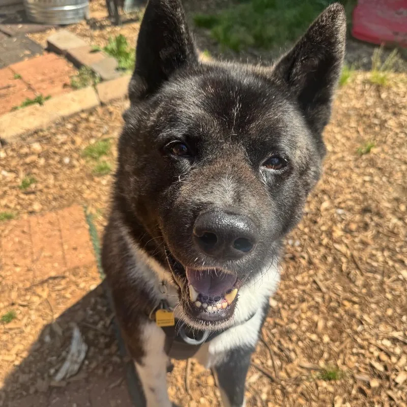 An adult large-sized male Black Akita dog named Kobalt for adoption in Aldie, VA