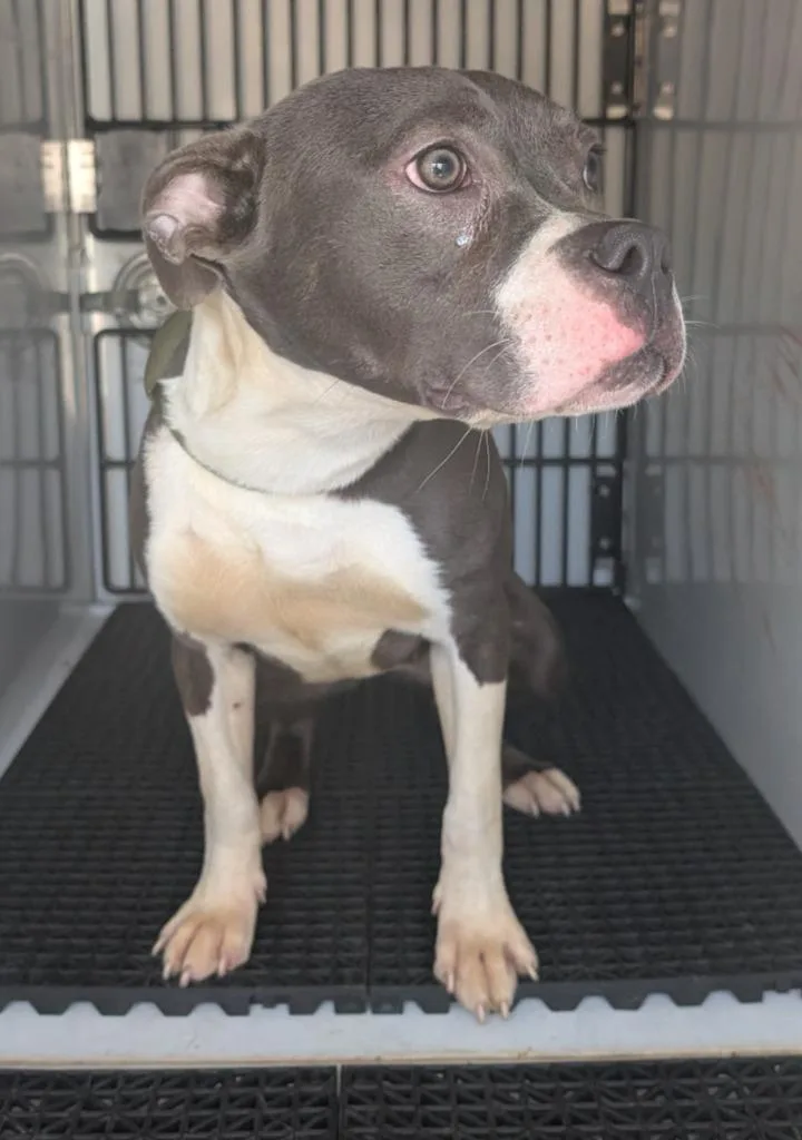 A baby medium-sized female Pit Bull Terrier dog named Becky for adoption in Vineland, NJ