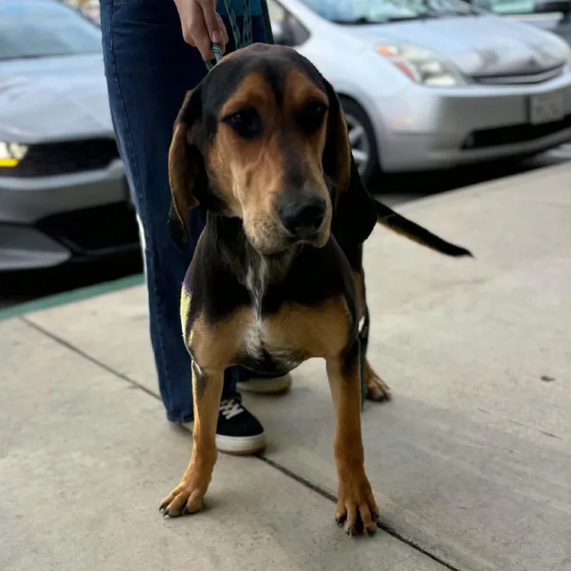 A young large-sized male Hound dog named Roo  Chino Hills for adoption in Chino Hills, CA