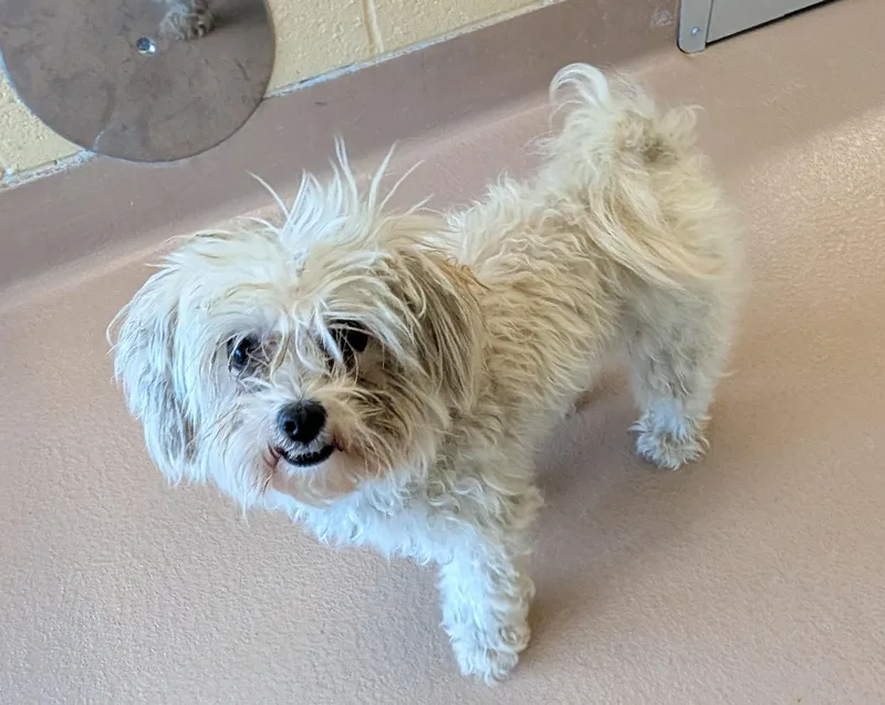 An adult small-sized female Maltipoo dog named Louise A for adoption in Plano, TX