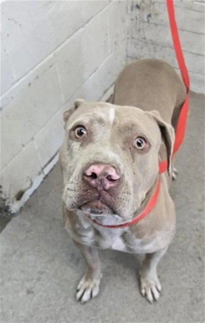 An adult large-sized female Pit Bull Terrier dog named Buttercup for adoption in San Bernardino, CA