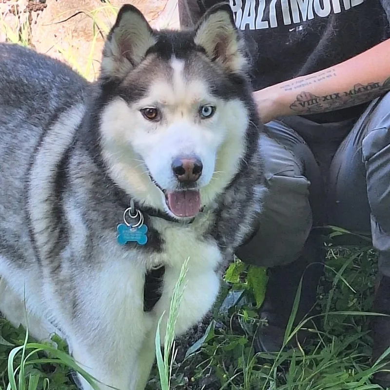 An adult medium-sized male Black Husky dog named Russet for adoption in Manassas, VA